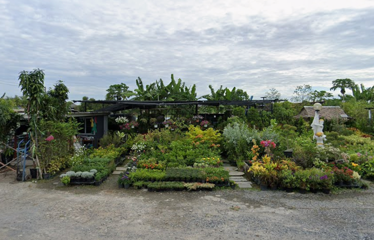 เจ๊น้อยพันธุ์ไม้ สมุทรปราการ